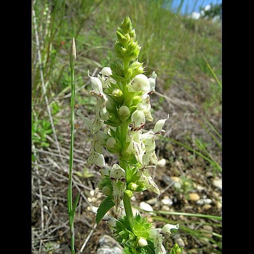 Stachys recta L. © VILLARET Jean-Charles
