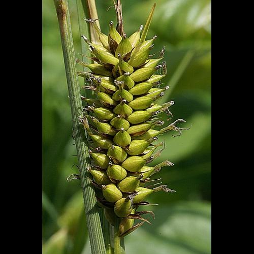 Carex riparia Curtis © PACHES Gilles