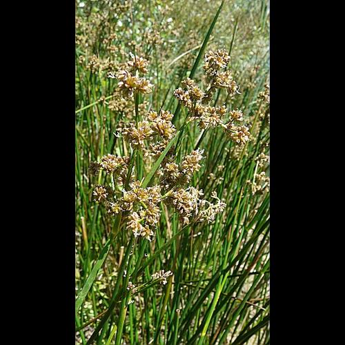 Juncus subnodulosus Schrank © GARRAUD Luc