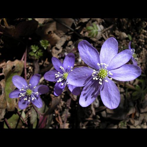 Anemone hepatica L., 1753 © VILLARET Jean-Charles