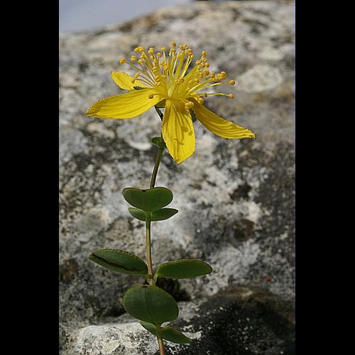 Hypericum nummularium L. © PACHES Gilles