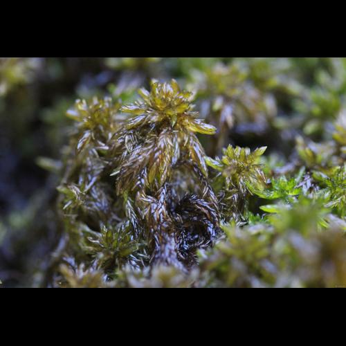 Sphagnum subsecundum Nees © LEGLAND Thomas