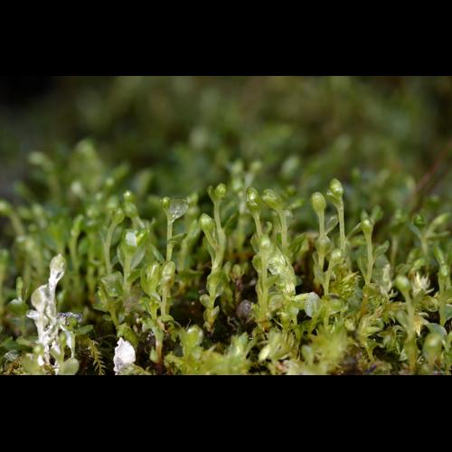 Rhizomnium punctatum (Hedw.) T.J.Kop. &copy; LEGLAND Thomas