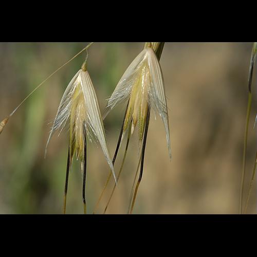 Avena barbata Link © DALMAS Jean-Pierre