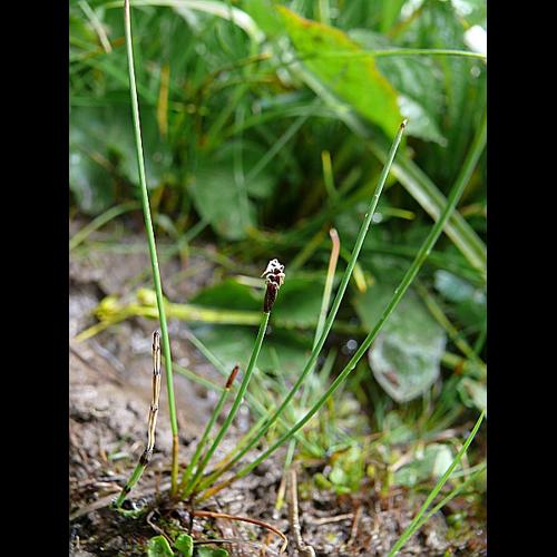 Eleocharis quinqueflora (F.X. Hartmann) O. Schwarz © MIKOLAJCZAK Alexis