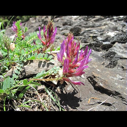 Astragalus monspessulanus L., 1753 © BILLARD Gilbert