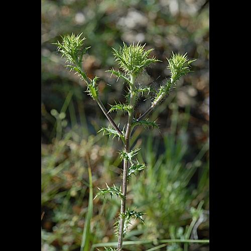 Carlina vulgaris L. subsp. vulgaris © DALMAS Jean-Pierre