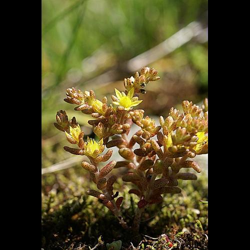 Sedum annuum L., 1753 © PACHES Gilles