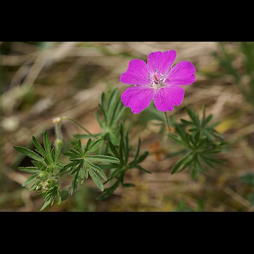Geranium sanguineum L. © PACHES Gilles