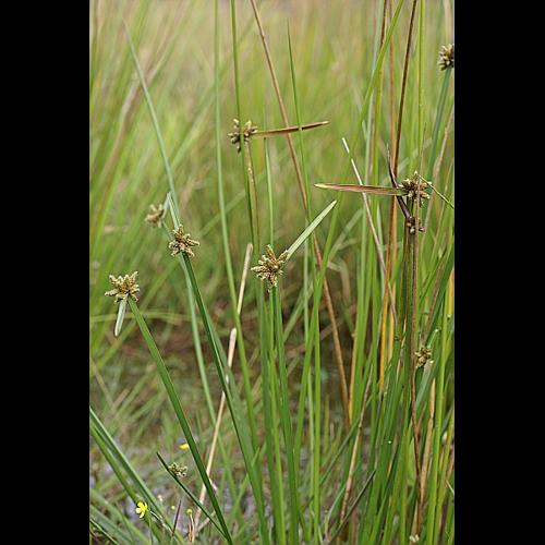 Schoenoplectus mucronatus (L.) Palla, 1888 © PACHES Gilles