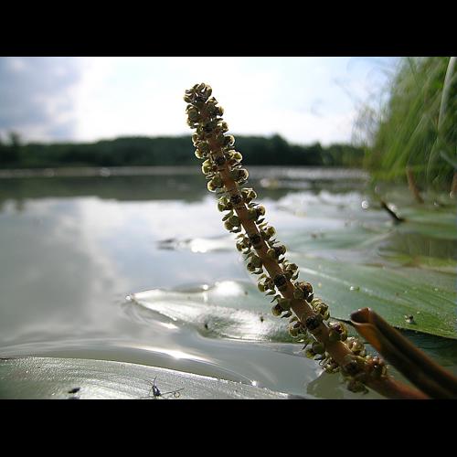 Potamogeton nodosus Poiret © VILLARET Jean-Charles