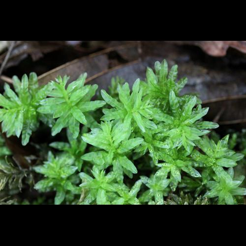 Plagiomnium undulatum (Hedw.) T.J.Kop. &copy; LEGLAND Thomas