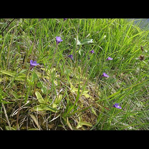 Pinguicula vulgaris L. © BILLARD Gilbert