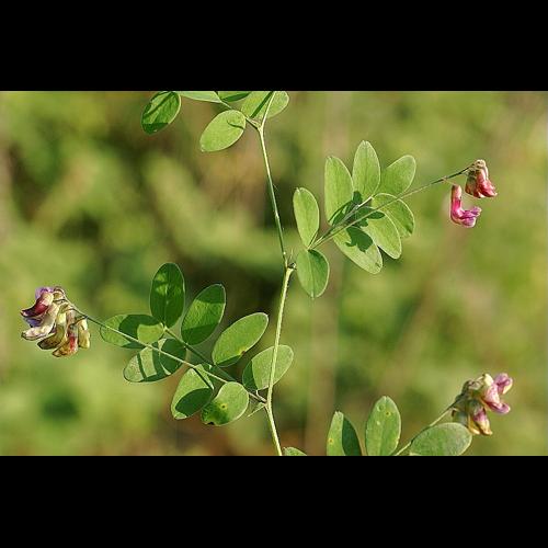 Lathyrus niger (L.) Bernh. &copy; PACHES Gilles