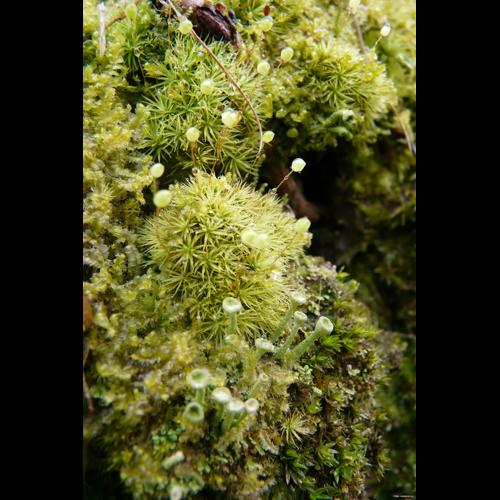 Bartramia pomiformis Hedw. © GARRAUD Luc