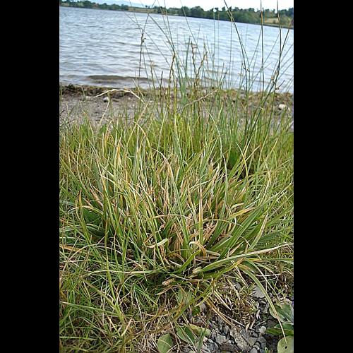 Carex hordeistichos Vill. © FORT Noémie