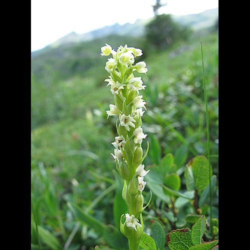Pseudorchis albida (L.) A.Love & D.Love, 1969 © BILLARD Gilbert