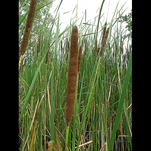 Typha angustifolia L., 1753 © VILLARET Jean-Charles