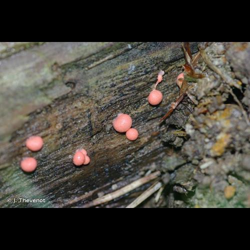 <i>Lycogala epidendrum</i> (J.C.Buxb. ex L.) Fr., 1829 © J. Thevenot