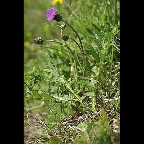 Cirsium tuberosum (L.) All. © PACHES Gilles