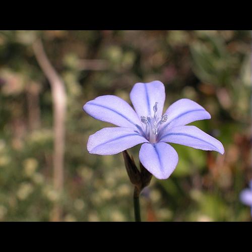 Aphyllanthes monspeliensis L., 1753 &copy; VILLARET Jean-Charles
