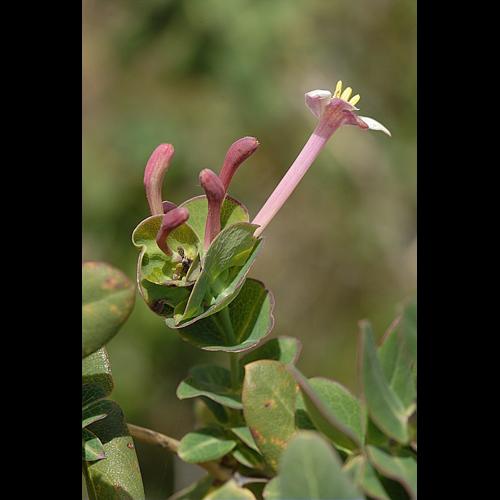 Lonicera implexa Aiton © DALMAS Jean-Pierre