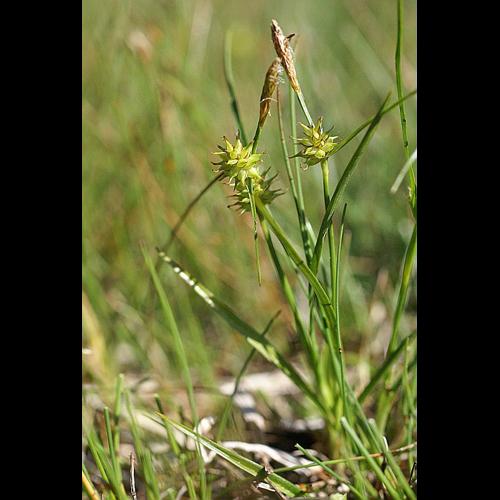 Carex flava L © PACHES Gilles