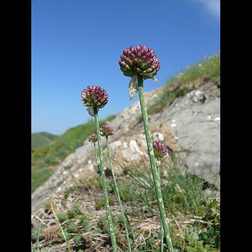 Allium sphaerocephalon L., 1753 © VILLARET Jean-Charles