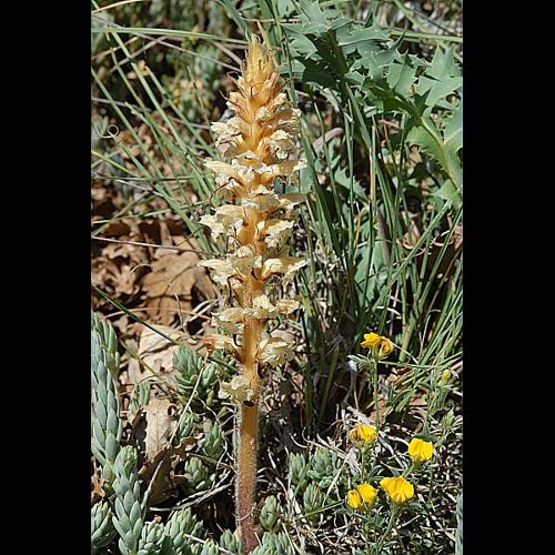 Orobanche alba Willd. © DALMAS Jean-Pierre