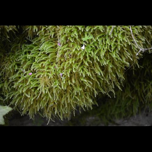 Eurhynchium striatum (Hedw.) Schimp. © GARRAUD Luc