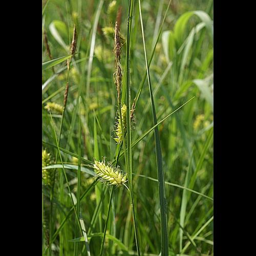 Carex vesicaria L. © PACHES Gilles