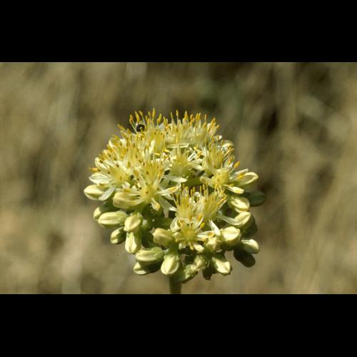 Sedum sediforme (Jacq.) Pau © DALMAS Jean-Pierre