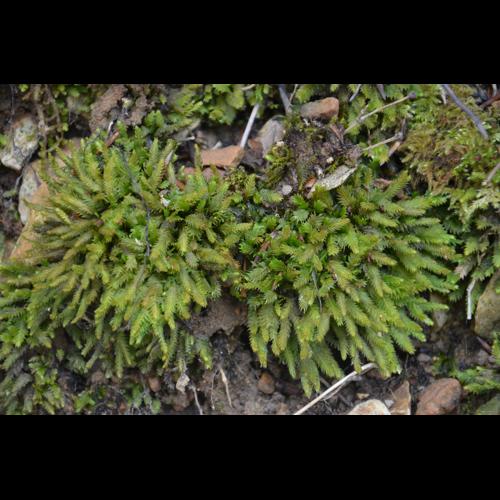 Fissidens taxifolius Hedw. © GARRAUD Luc