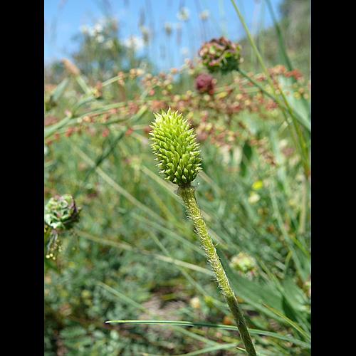 Ranunculus paludosus Poir., 1789 © VILLARET Jean-Charles