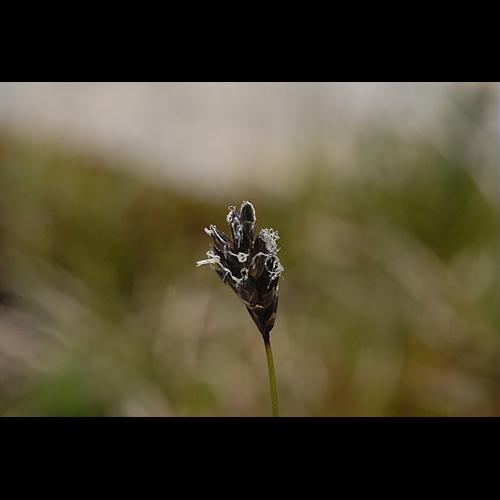 Sesleria caerulea (L.) Ard., 1763 © DALMAS Jean-Pierre
