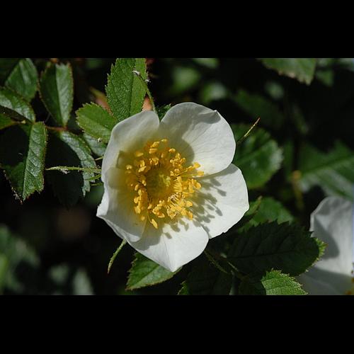 Rosa elliptica Tausch, 1819 &copy; DALMAS Jean-Pierre