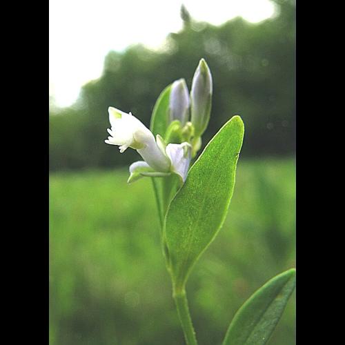 Polygala serpyllifolia Hose, 1797 © VILLARET Jean-Charles