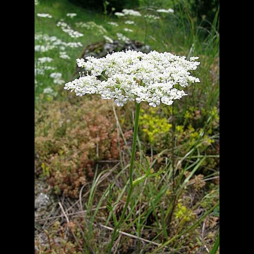 Bunium bulbocastanum L., 1753 &copy; VILLARET Jean-Charles