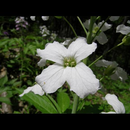 Cardamine heptaphylla (Vill.) O.E.Schulz, 1903 © VILLARET Jean-Charles