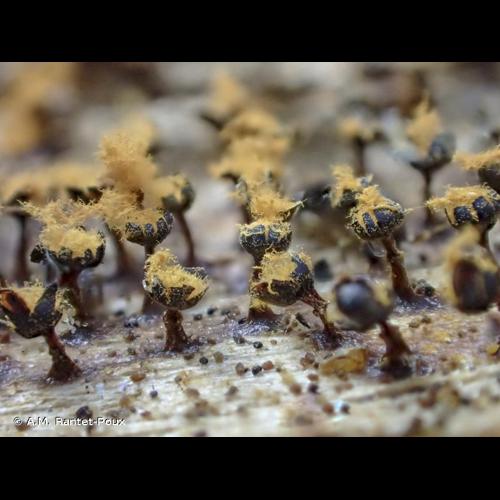 <i>Metatrichia floriformis</i> (Schwein.) Nann.-Bremek., 1985 © A.M. Rantet-Poux