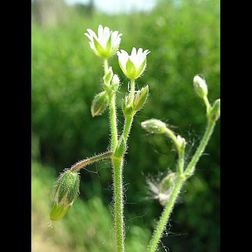 Cerastium fontanum subsp. vulgare (Hartm.) Greuter & Burdet, 1982 © VILLARET Jean-Charles