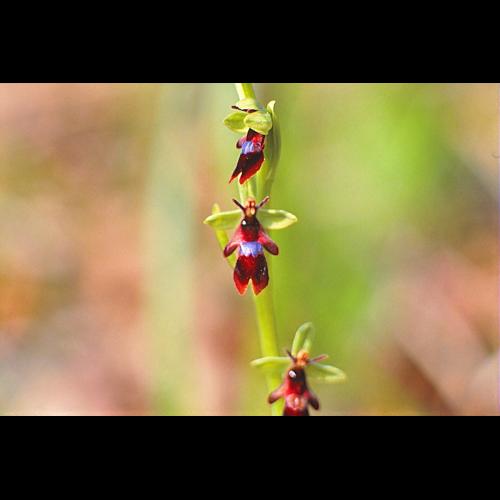 Ophrys insectifera L., 1753 &copy; BILLARD Gilbert