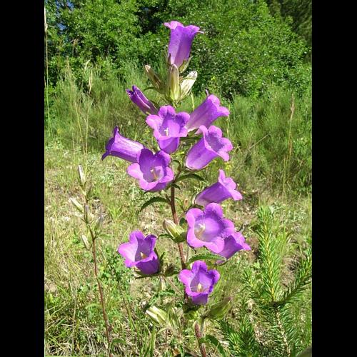 Campanula medium L. © VILLARET Jean-Charles