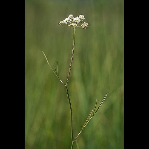 Oenanthe lachenalii C.C. Gmelin © PACHES Gilles
