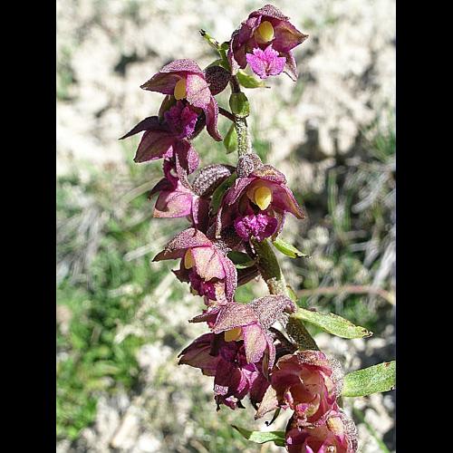 Epipactis atrorubens (Hoffm.) Besser, 1809 © VILLARET Jean-Charles