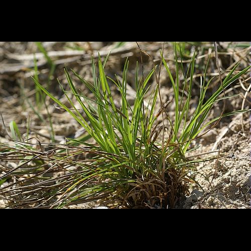Carex humilis Leysser © PACHES Gilles
