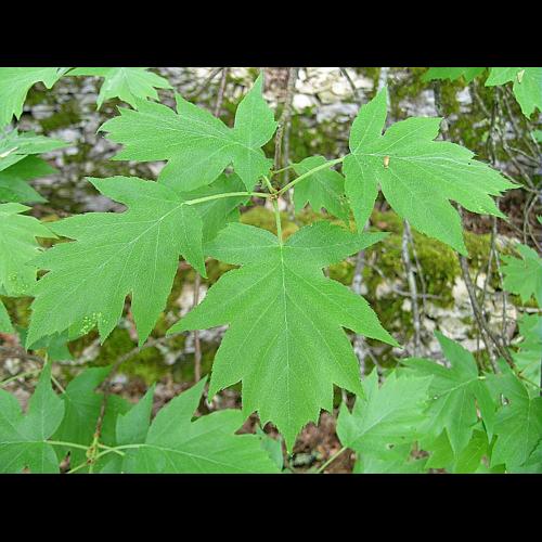Sorbus torminalis (L.) Crantz, 1763 © VILLARET Jean-Charles