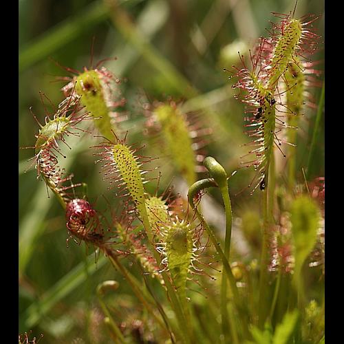 Drosera longifolia L. © BONNET Véronique