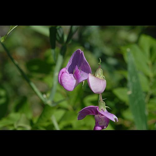 Lathyrus latifolius L., 1753 &copy; DALMAS Jean-Pierre