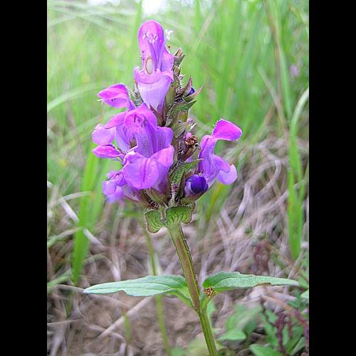 Prunella grandiflora (L.) Scholler, 1775 © VILLARET Jean-Charles